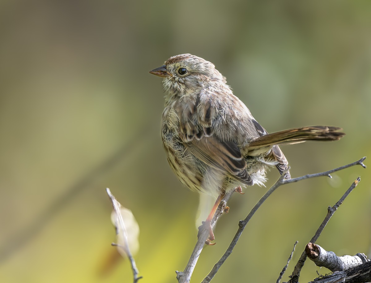 Song Sparrow - ML641669148