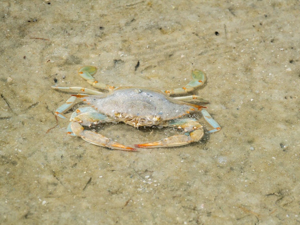 Animals - ML641669155