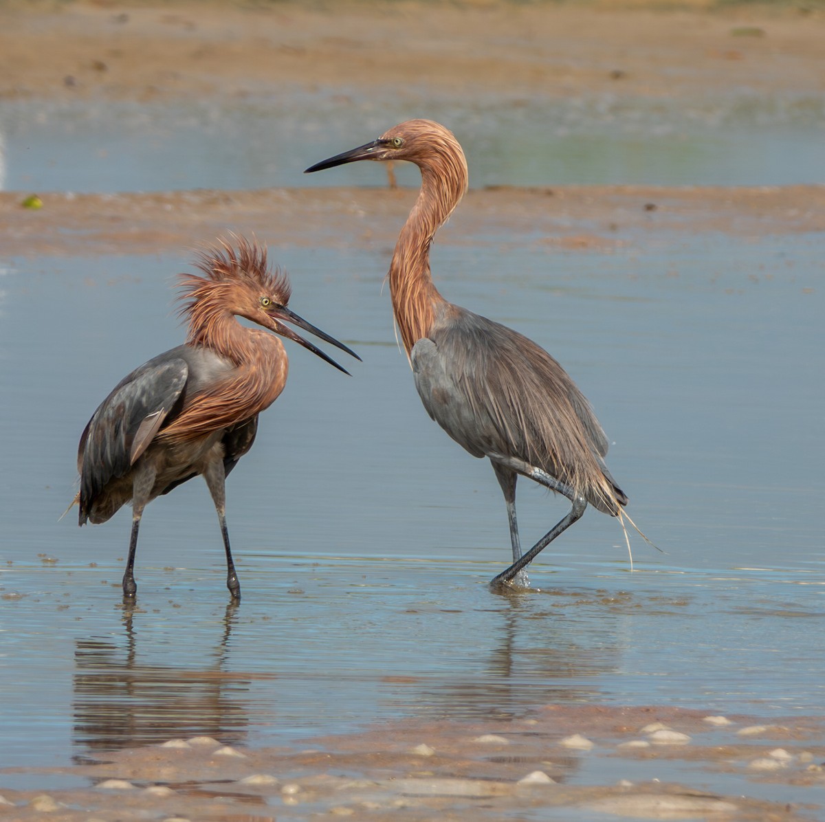 Reddish Egret - ML641669187
