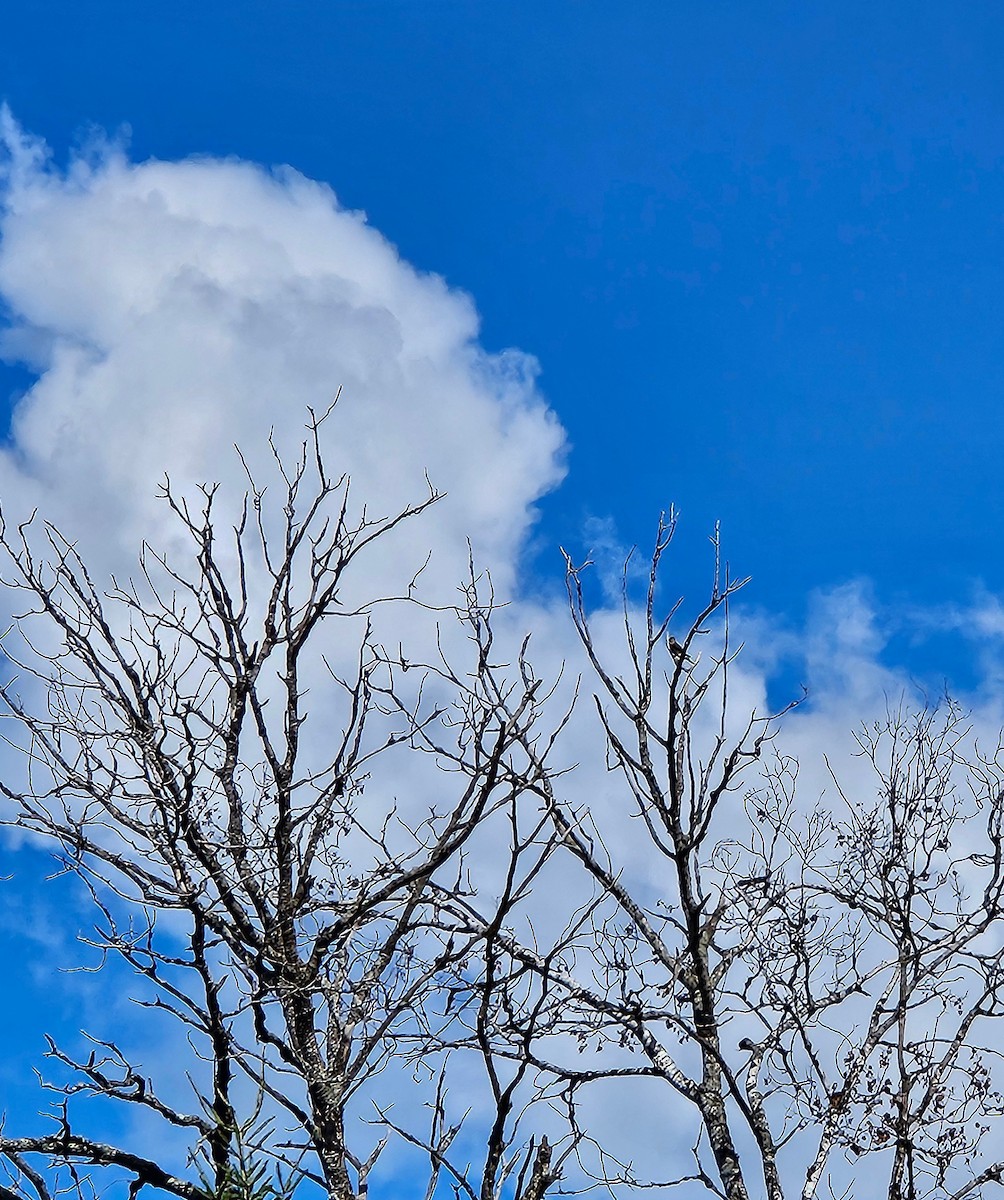 Merlin - ML641669209