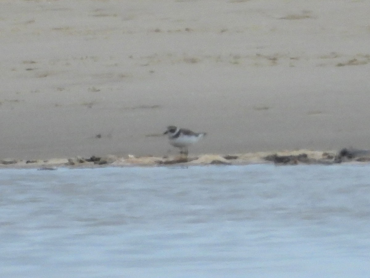 Semipalmated Plover - ML641669241