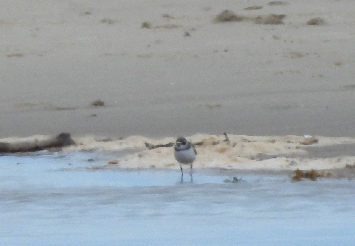 Semipalmated Plover - ML641669242