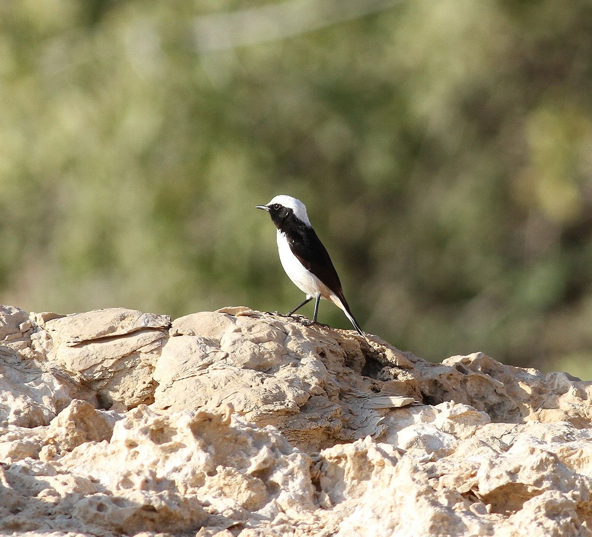 Arabian Wheatear - ML641669282