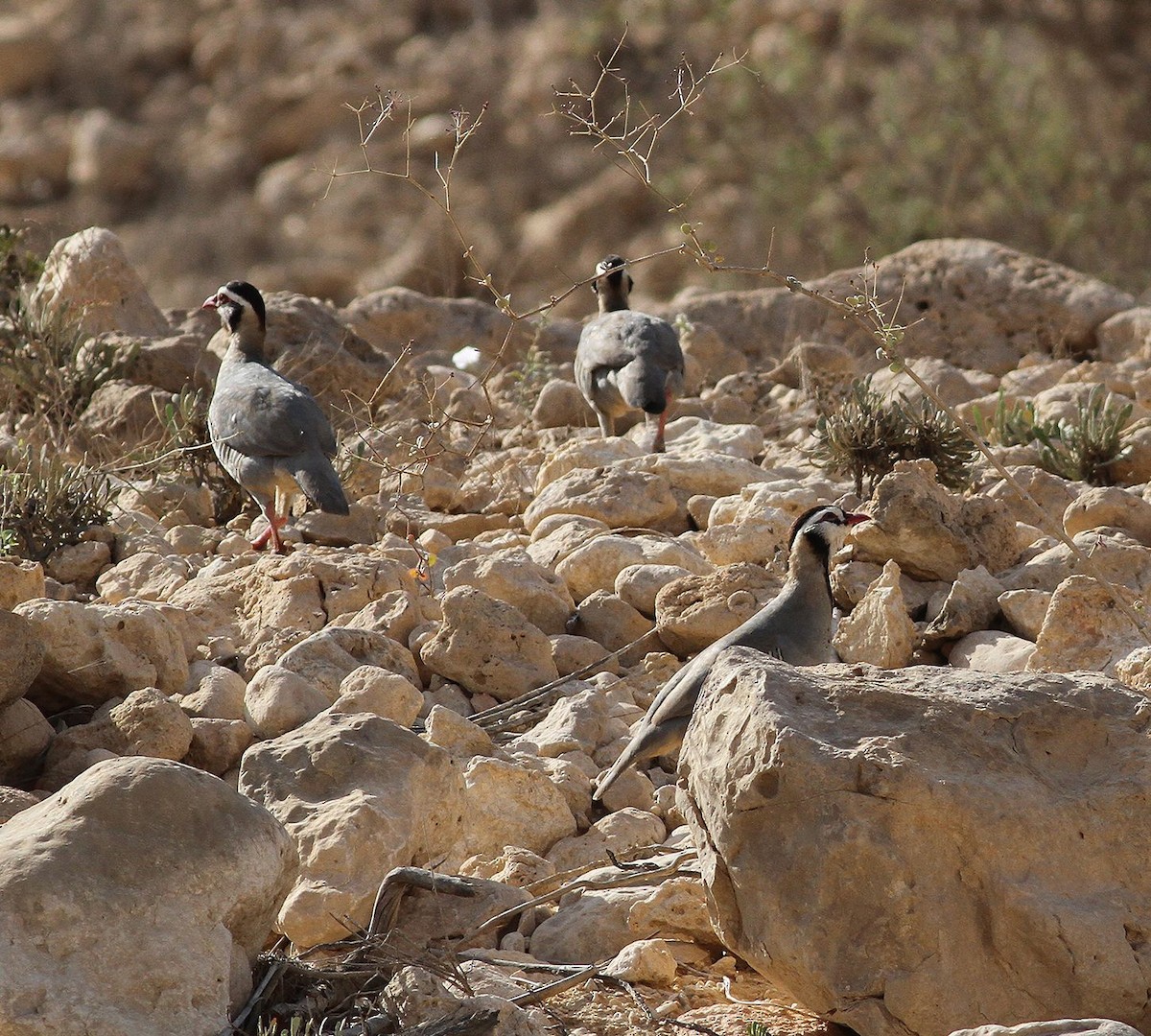 Arabian Partridge - ML641669289