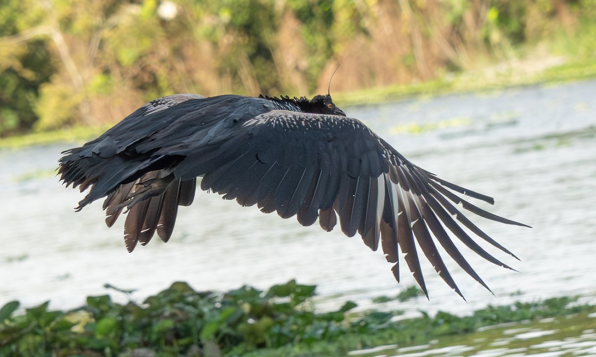 Horned Screamer - ML641669372