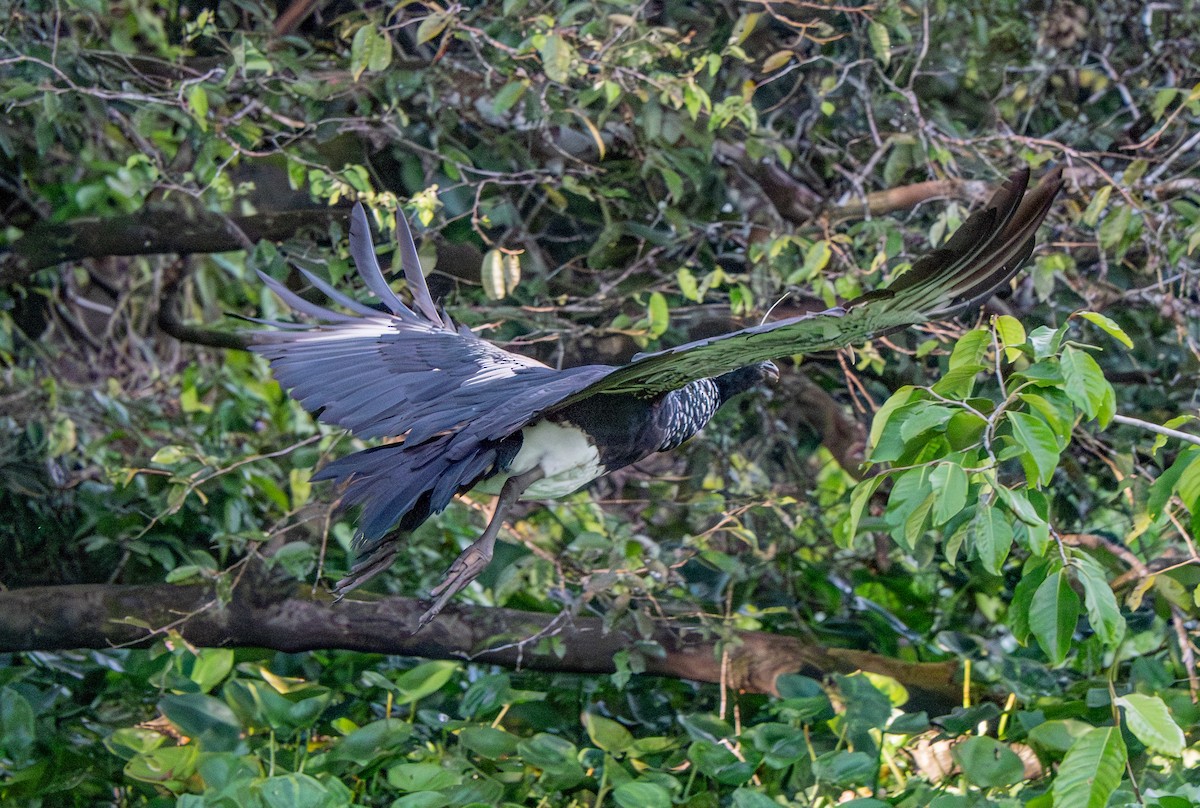 Horned Screamer - ML641669373