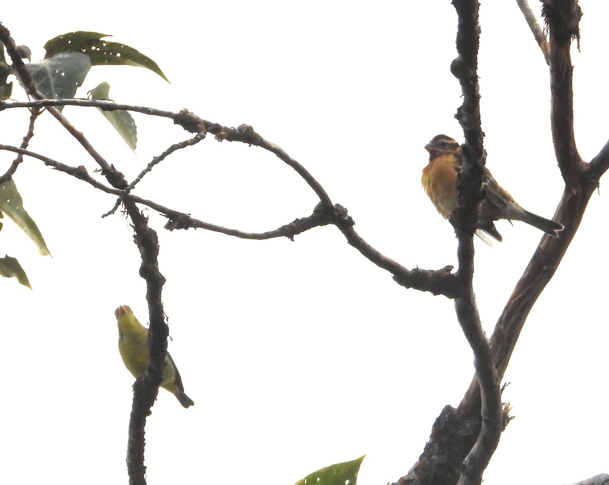 Black-headed Grosbeak - ML641669458