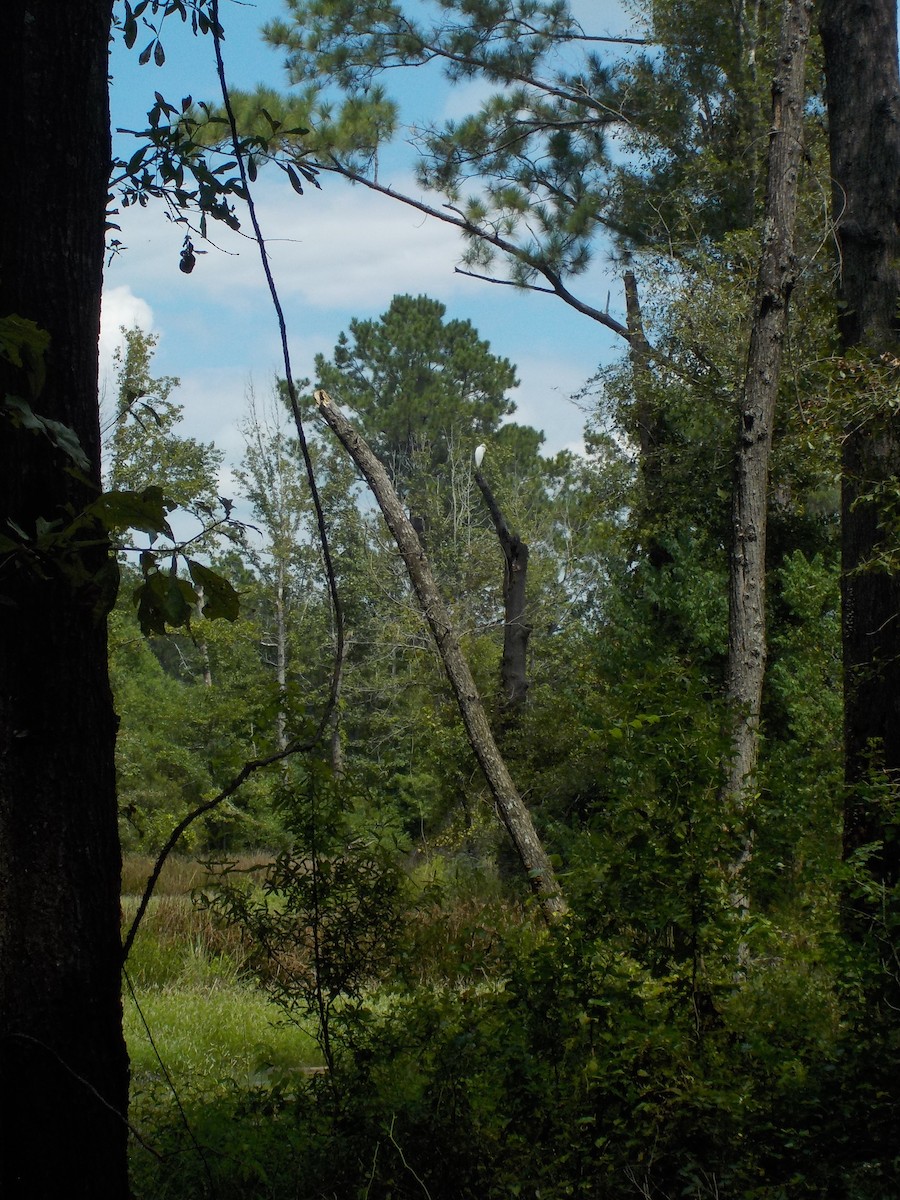 Great Egret - ML641669464