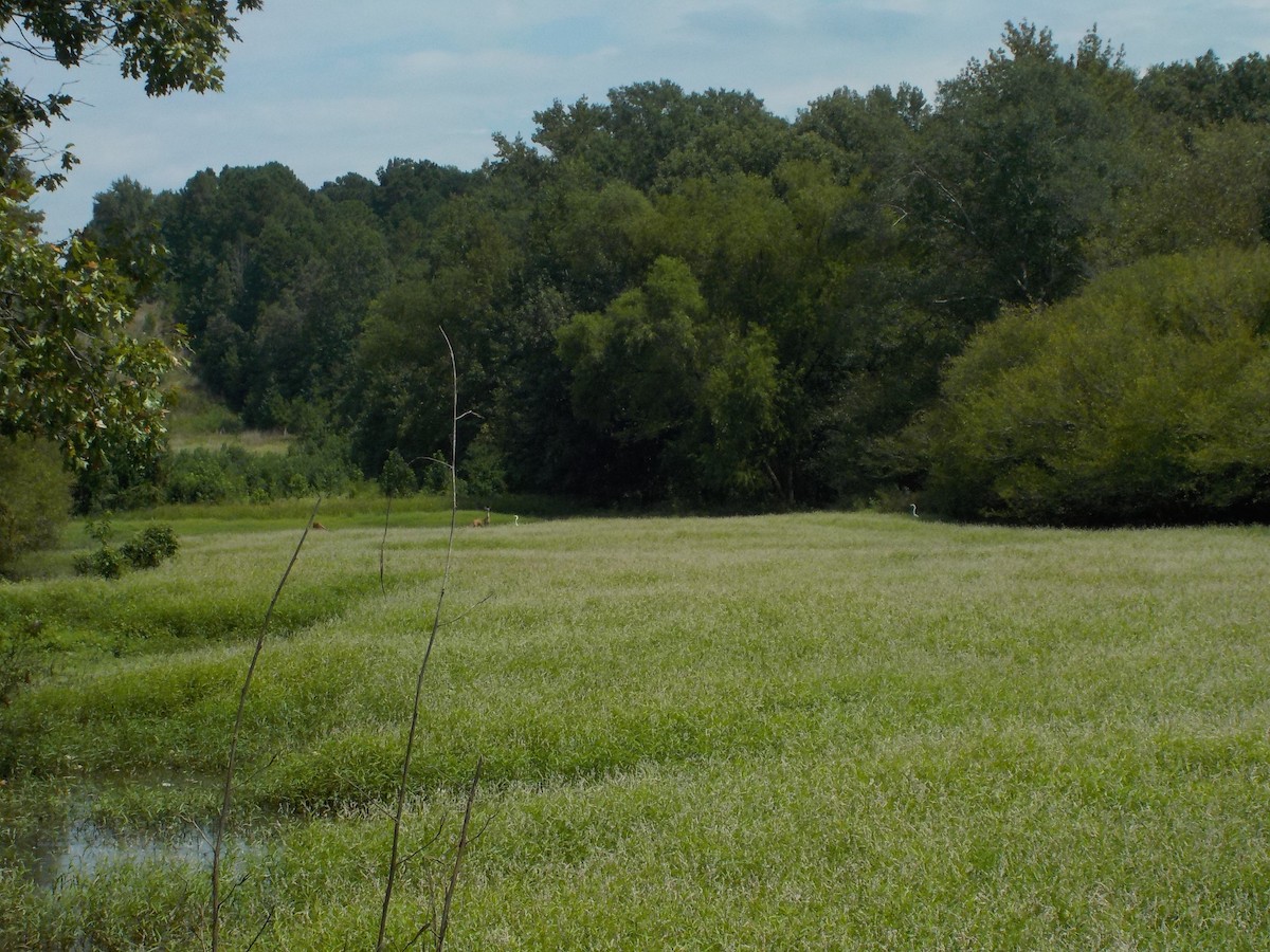 Great Egret - ML641669515