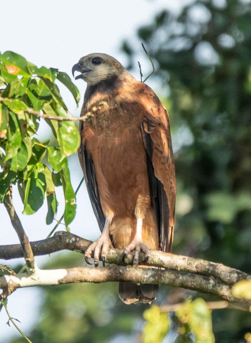 Black-collared Hawk - ML641669530