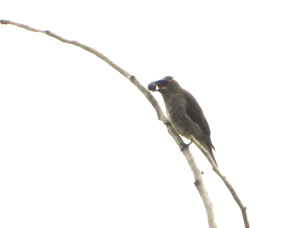 Cedar Waxwing - ML641669577