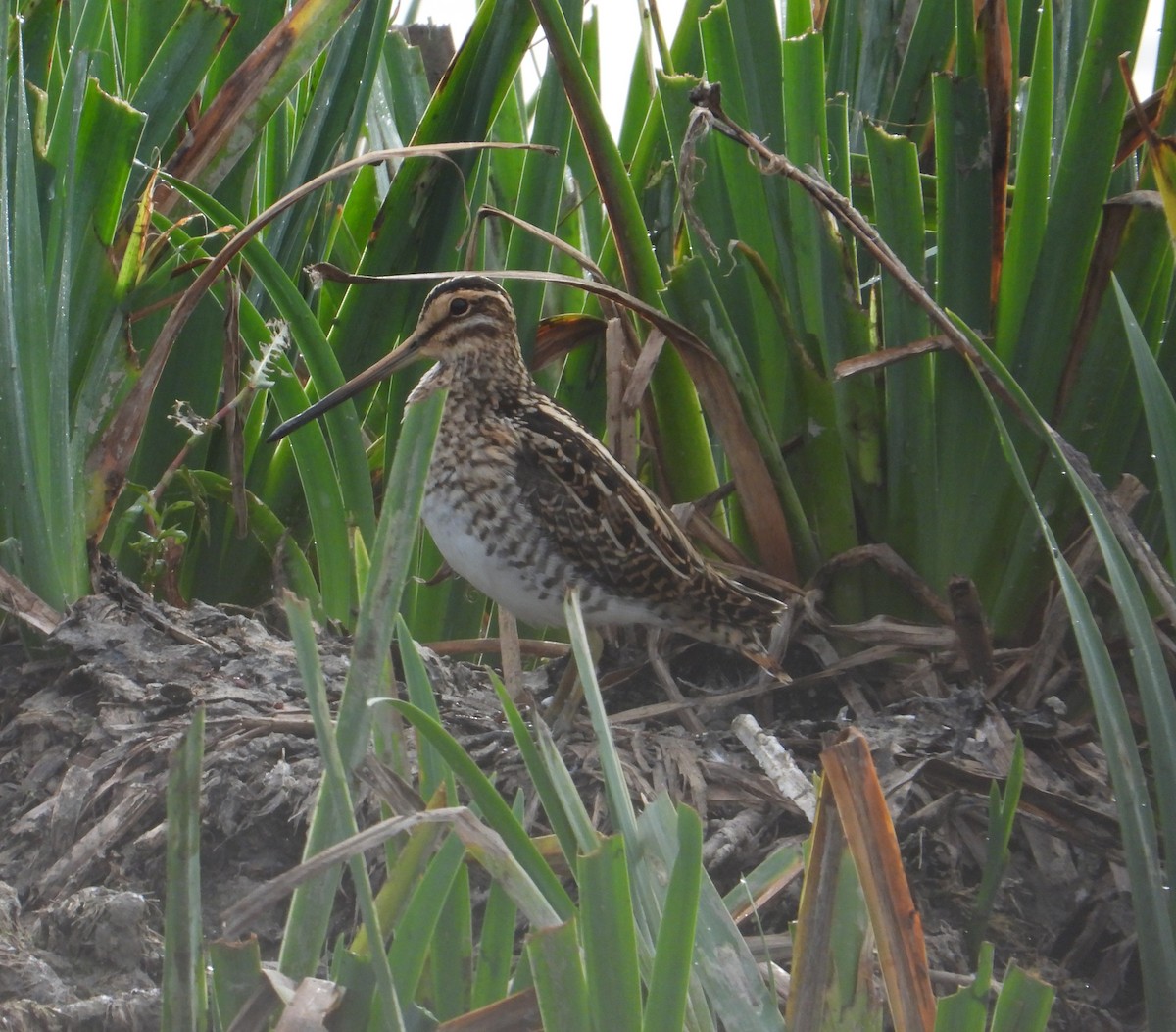 Common Snipe - ML641669589