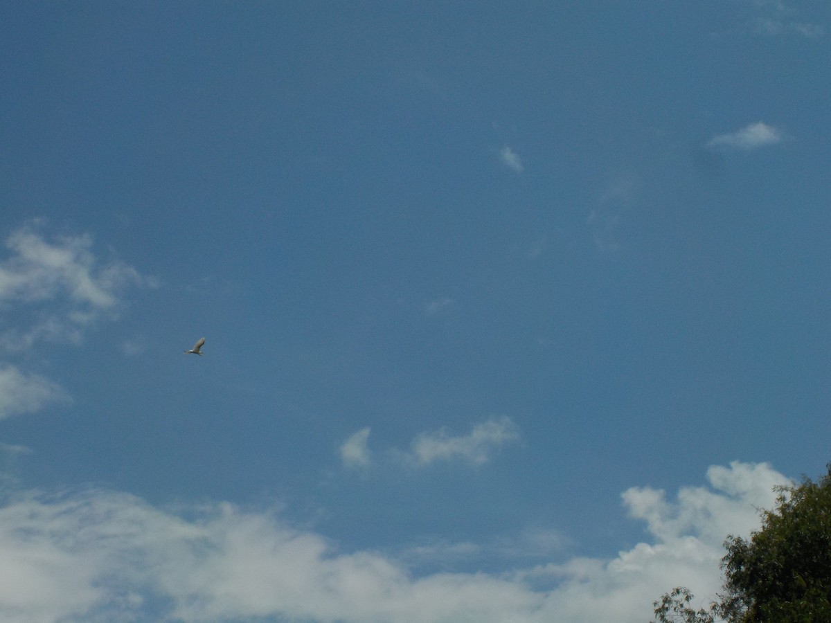 Great Egret - ML641669594