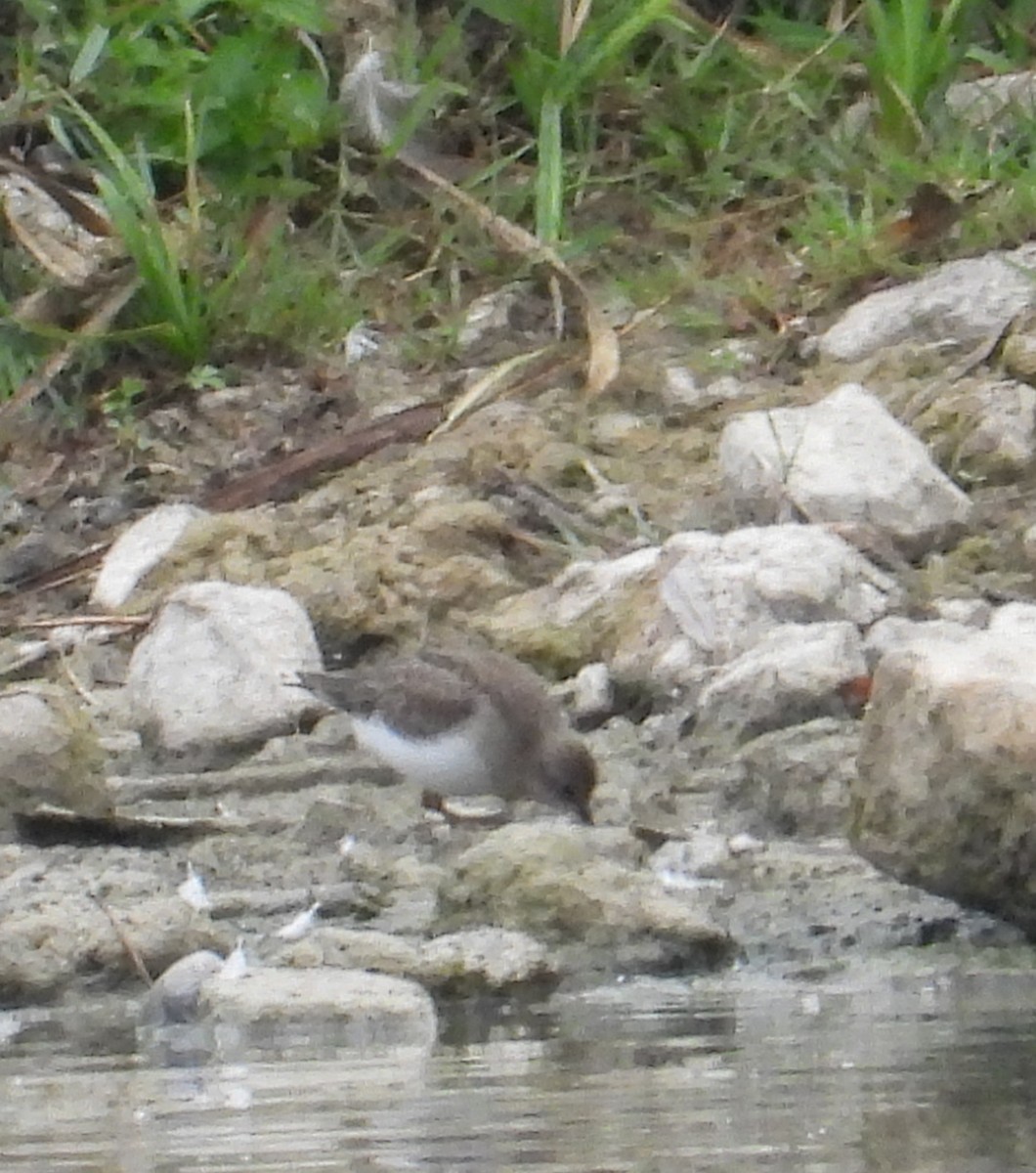 Temminck's Stint - ML641669596