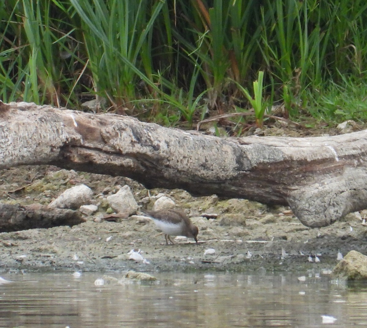 Temminck's Stint - ML641669604