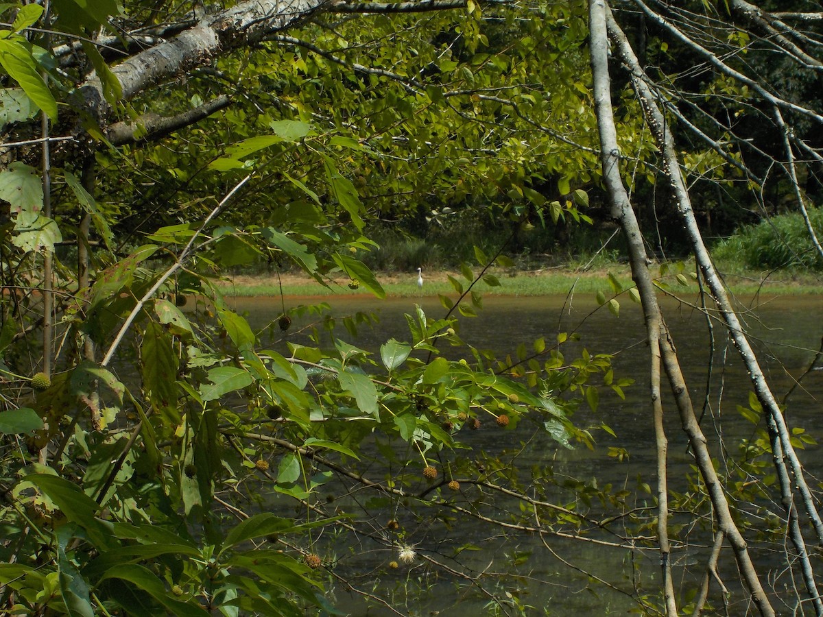 Great Egret - ML641669667