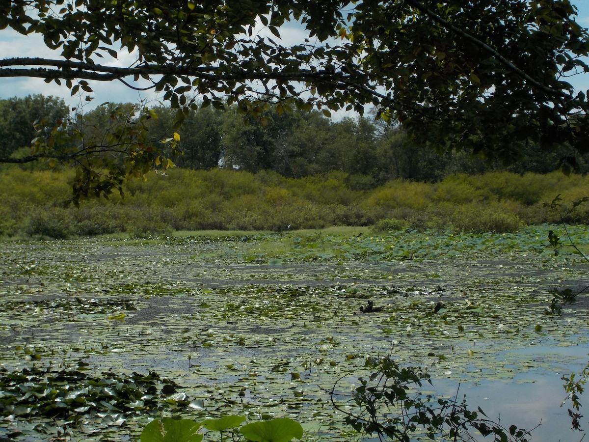 Great Egret - ML641669668