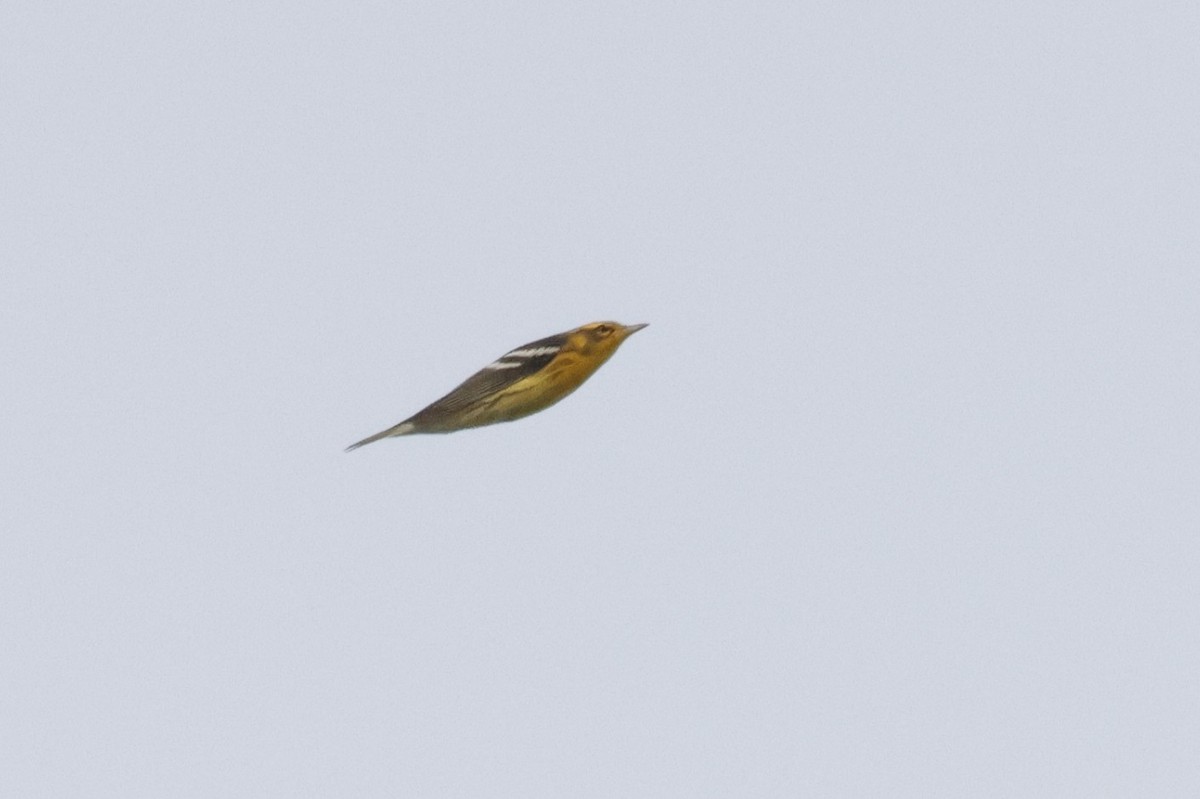 Blackburnian Warbler - ML641669850