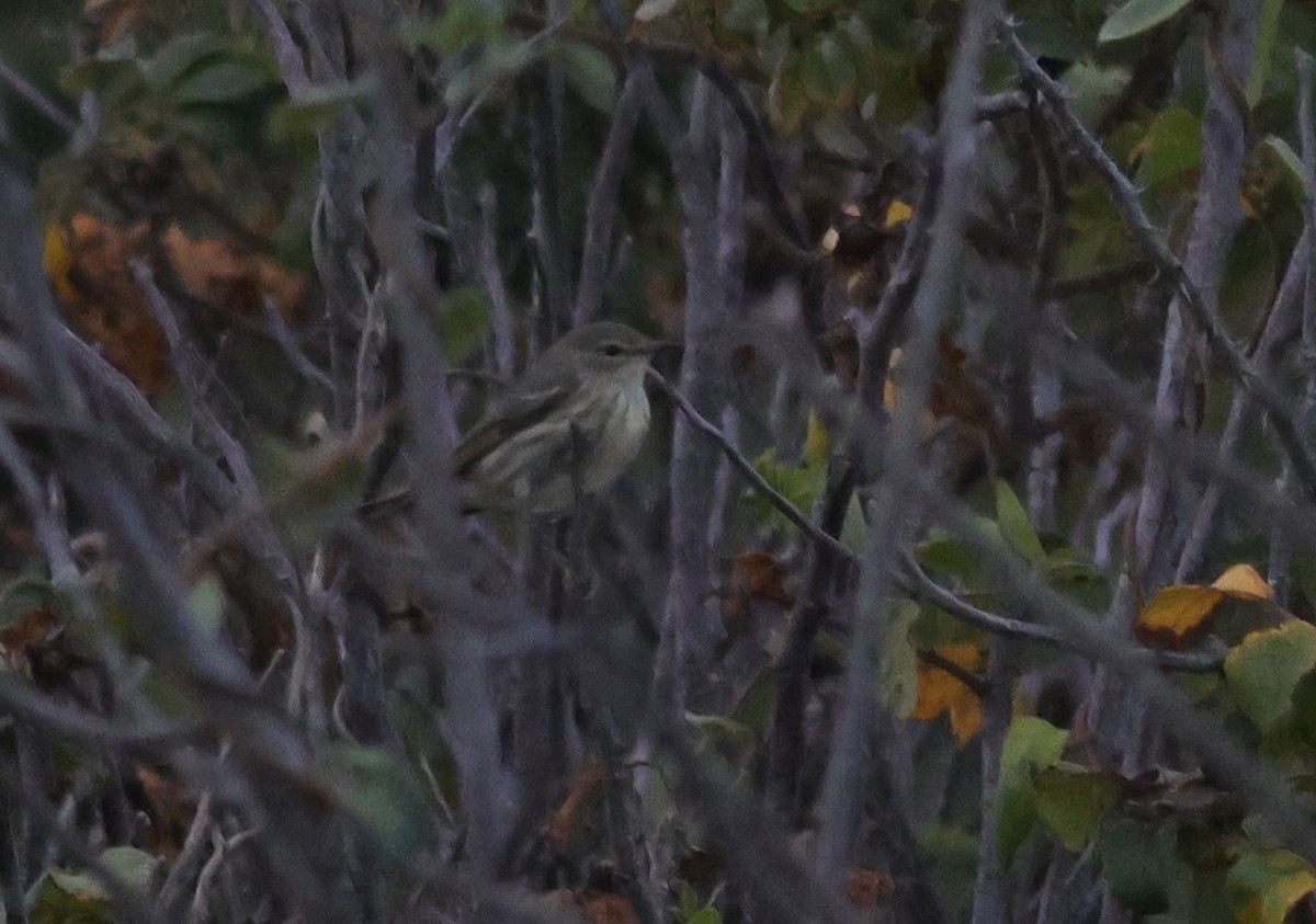 Cape May Warbler - ML641669858