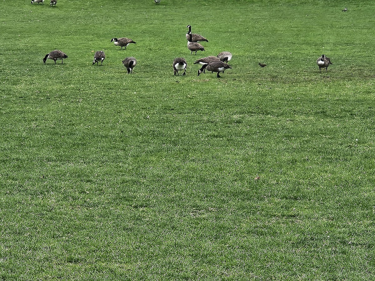 Canada Goose - ML641669869