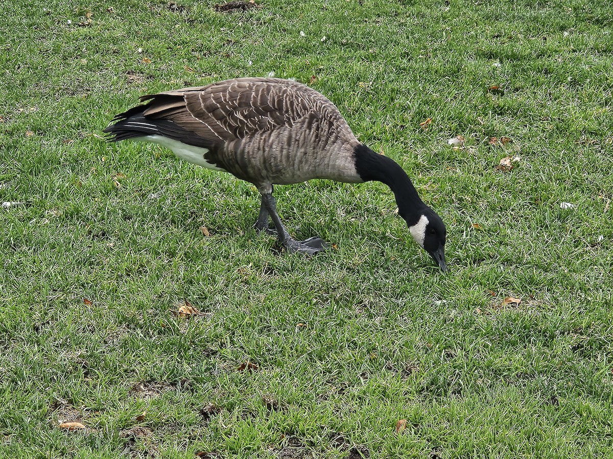 Canada Goose - ML641669870