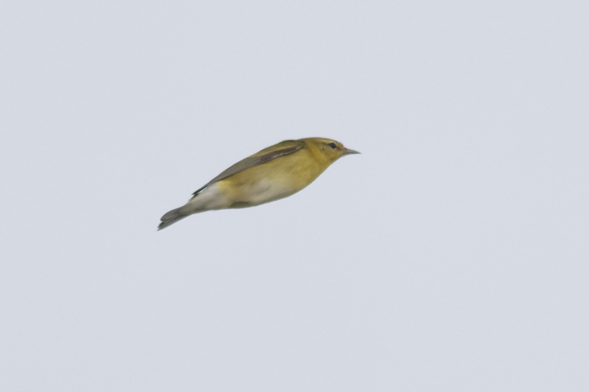 Tennessee Warbler - ML641669874