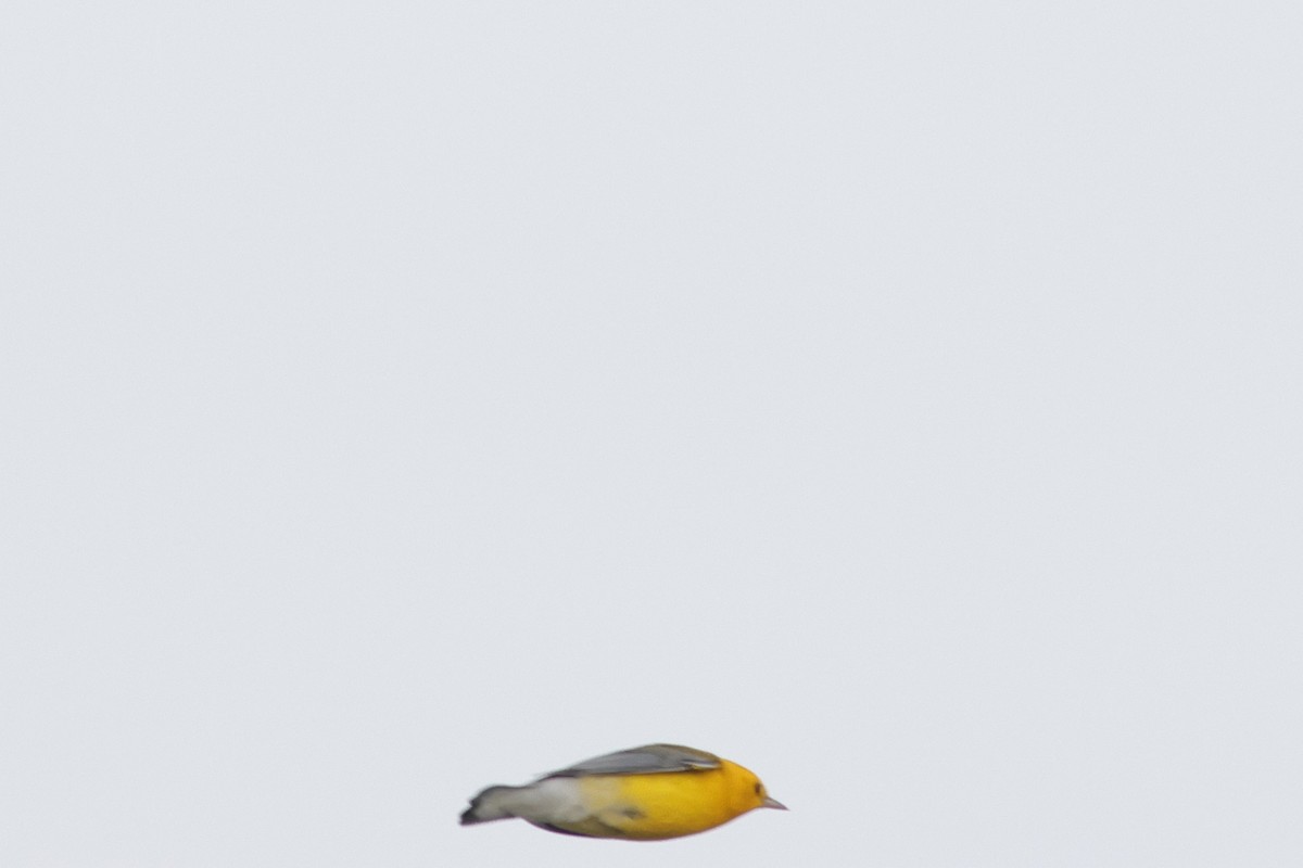 Prothonotary Warbler - ML641669883