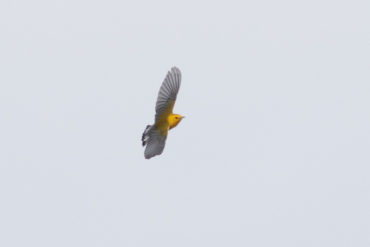 Prothonotary Warbler - ML641669885