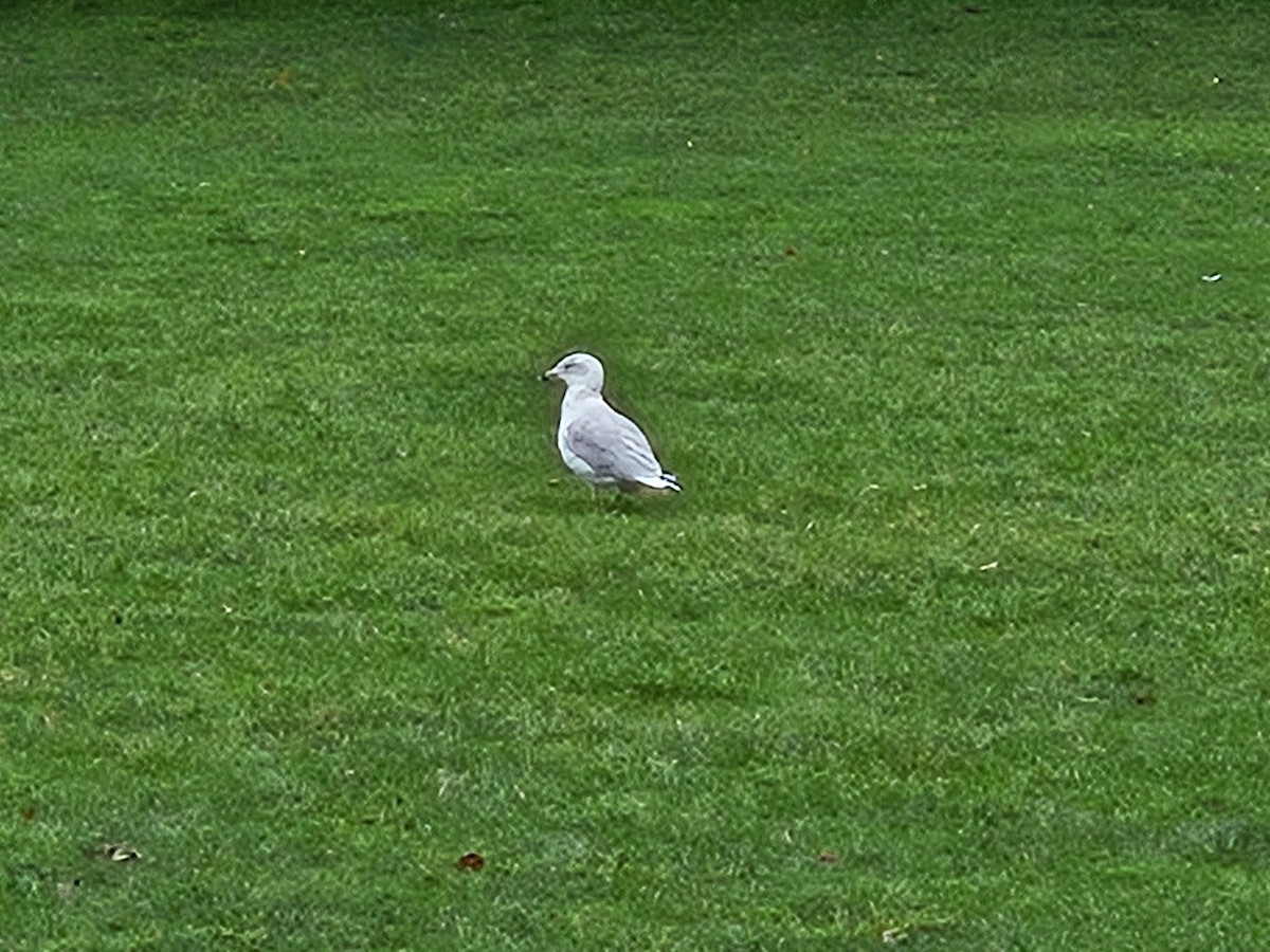 Ring-billed Gull - ML641669890