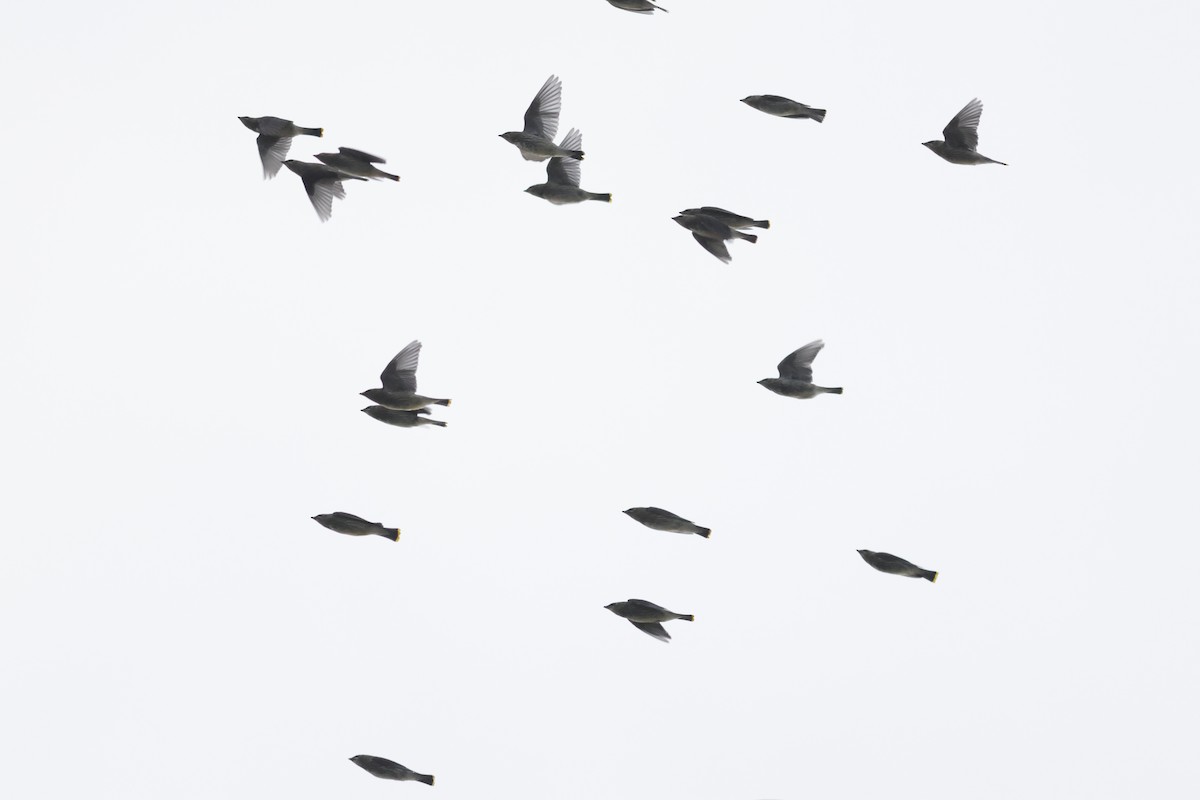 Cedar Waxwing - ML641669909