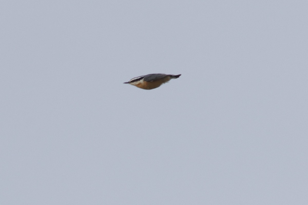 Red-breasted Nuthatch - ML641669921