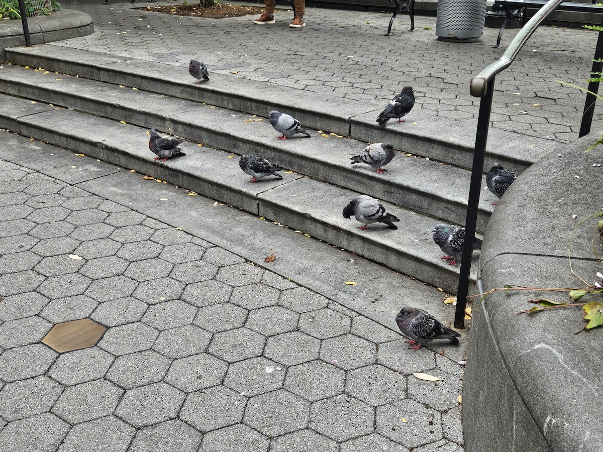 Rock Pigeon (Feral Pigeon) - ML641669923