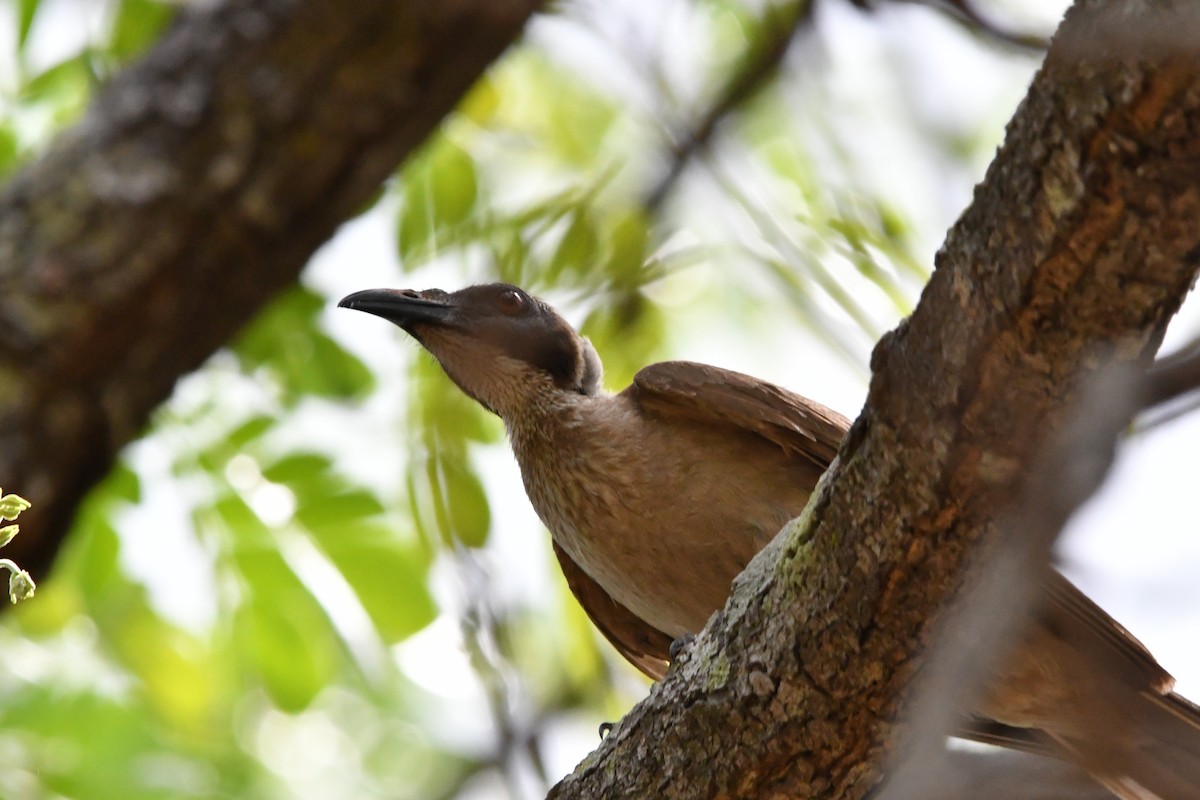 Helmeted Friarbird (Arnhem Land) - ML641669925