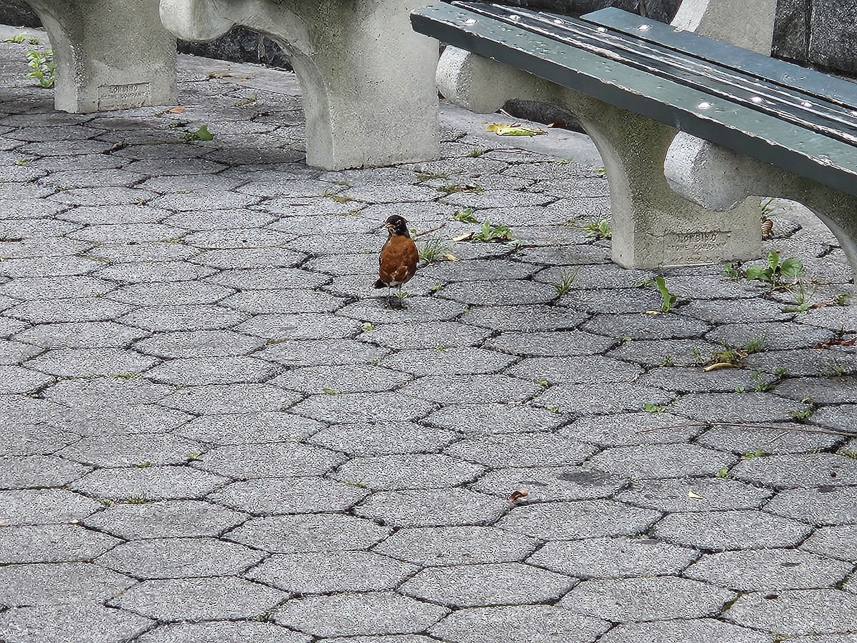 American Robin - ML641669943