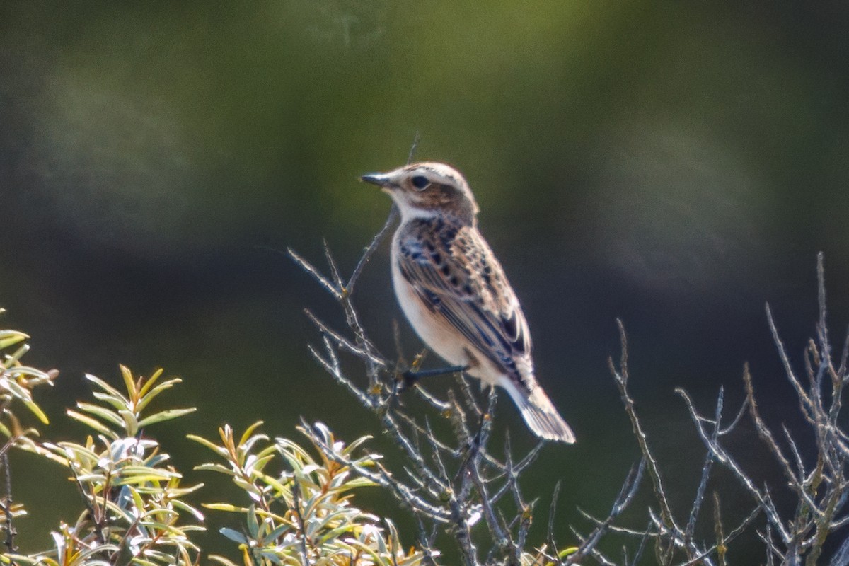Whinchat - ML641669958