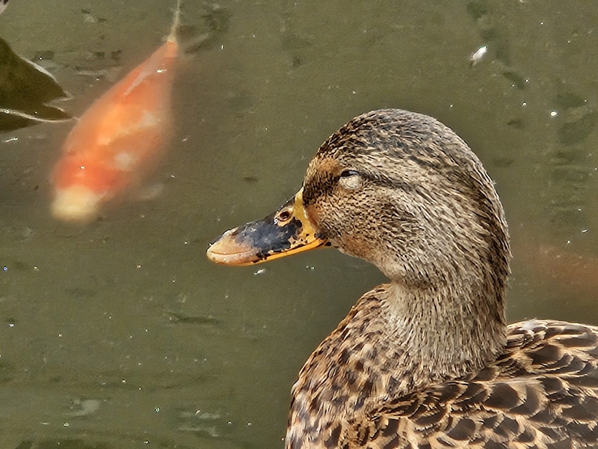 Mallard - ML641669991