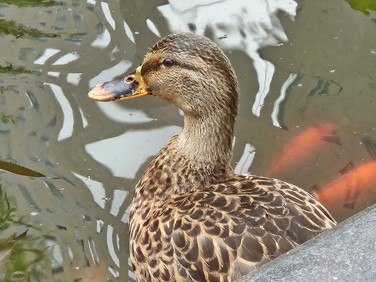 Mallard - ML641669992