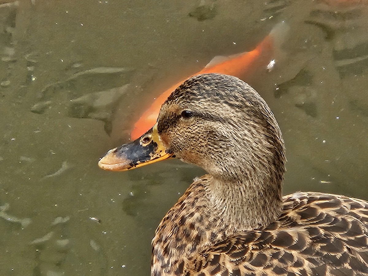 Mallard - ML641669993