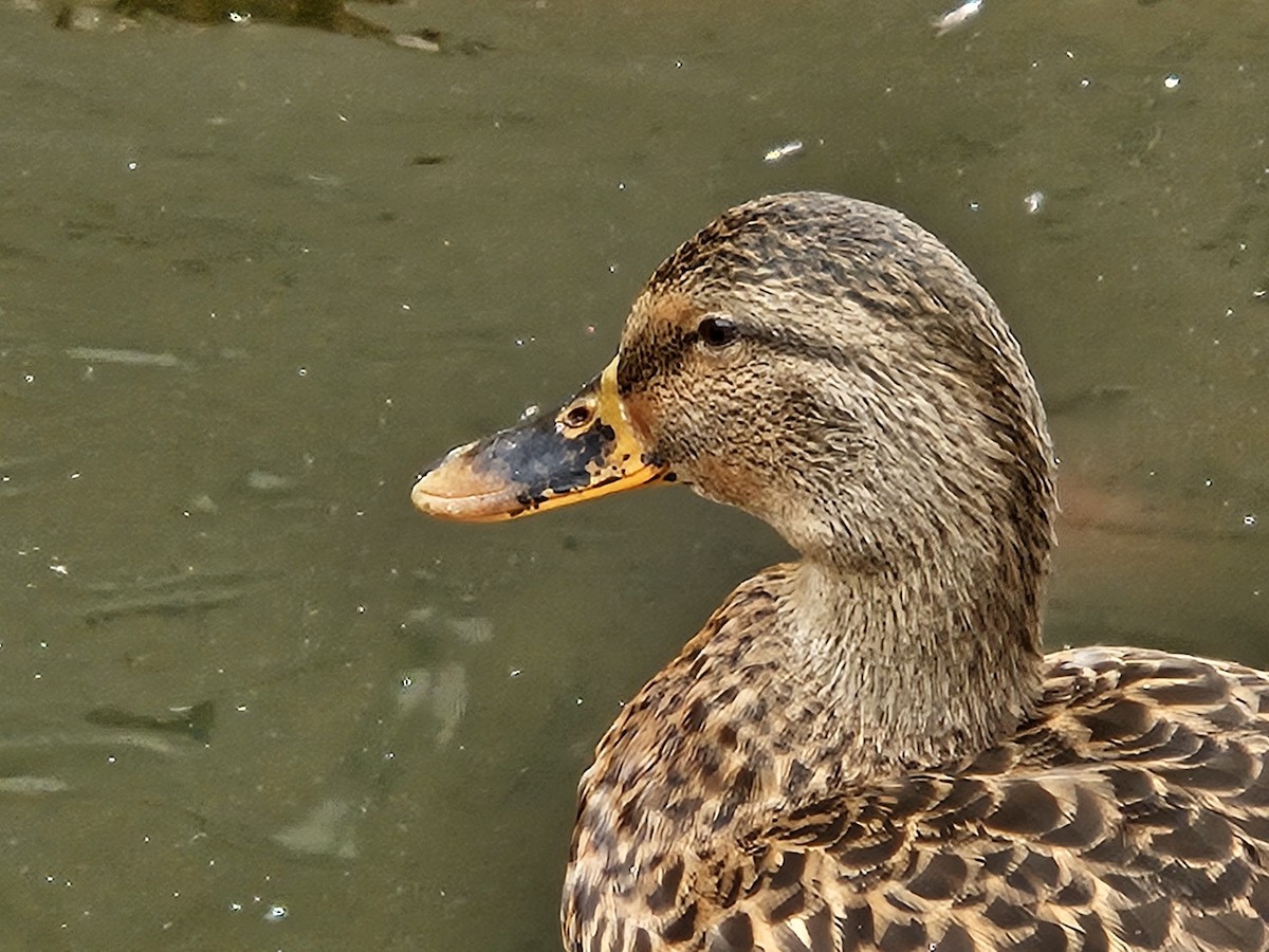 Mallard - ML641669994