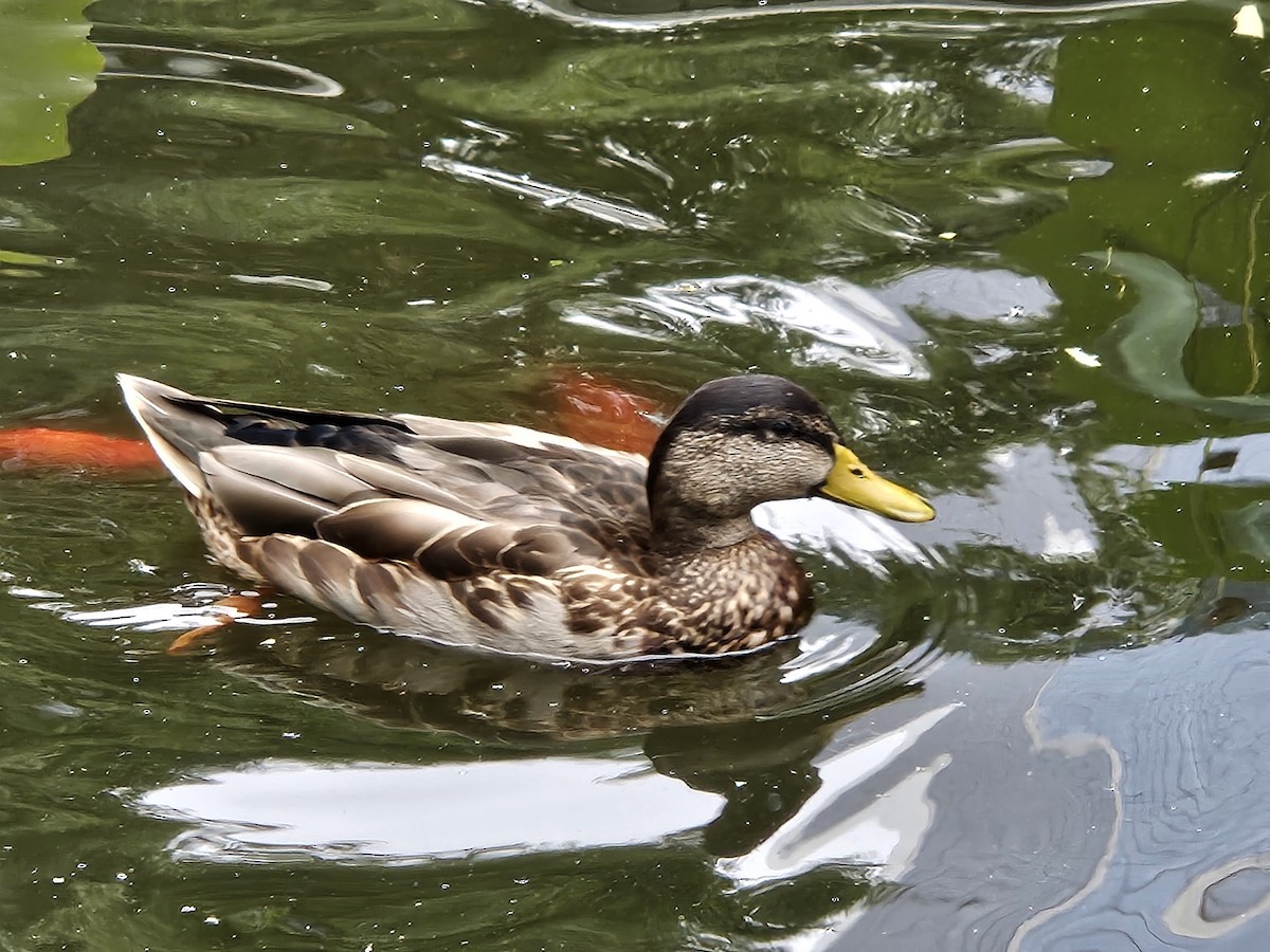 Mallard - ML641669995
