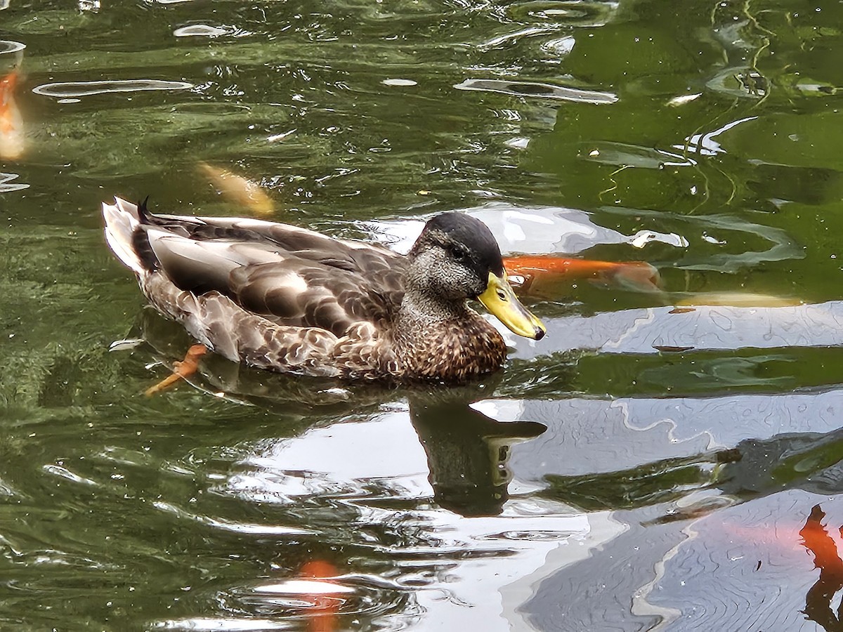 Mallard - ML641669996