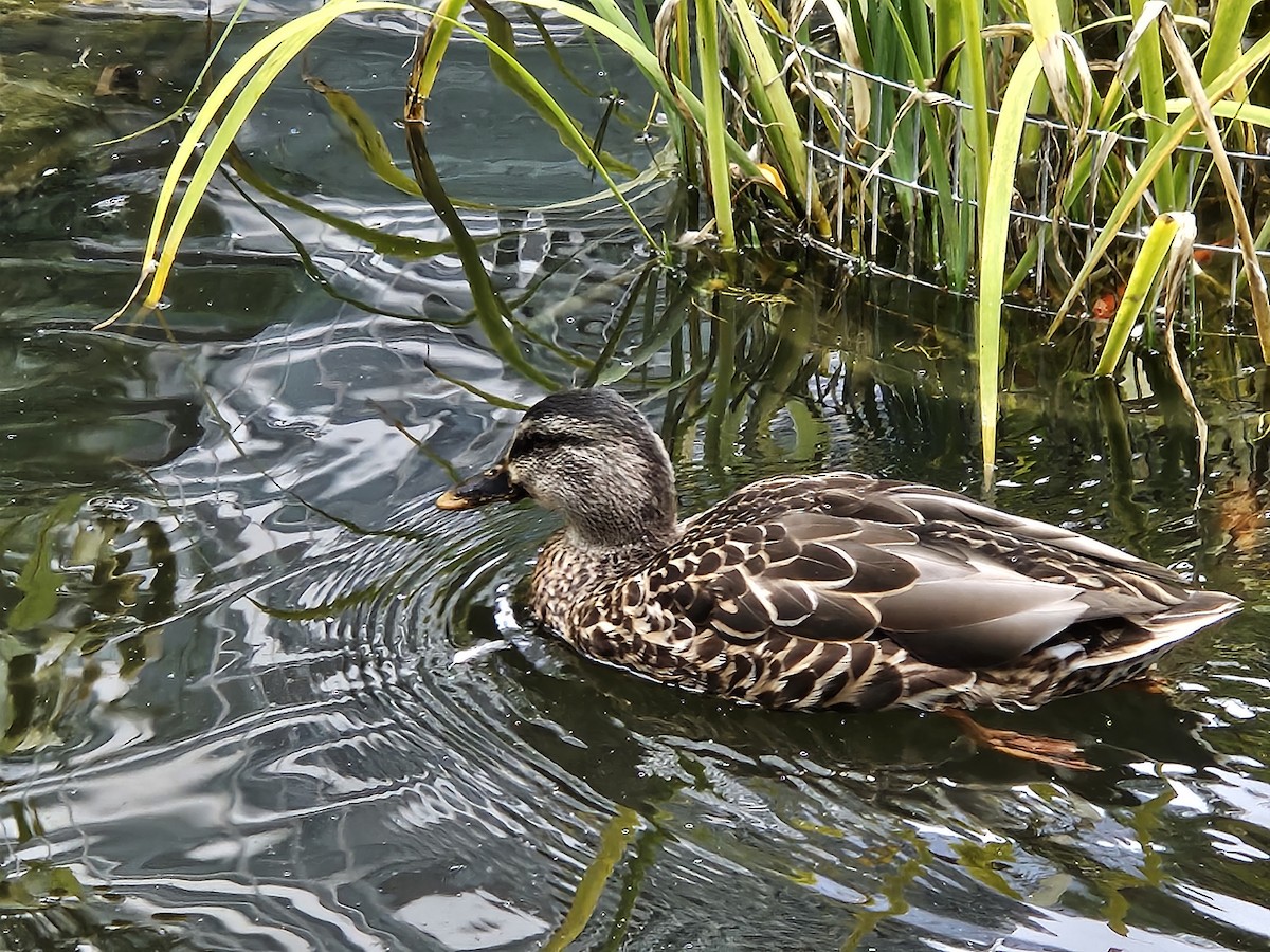 Mallard - ML641669997