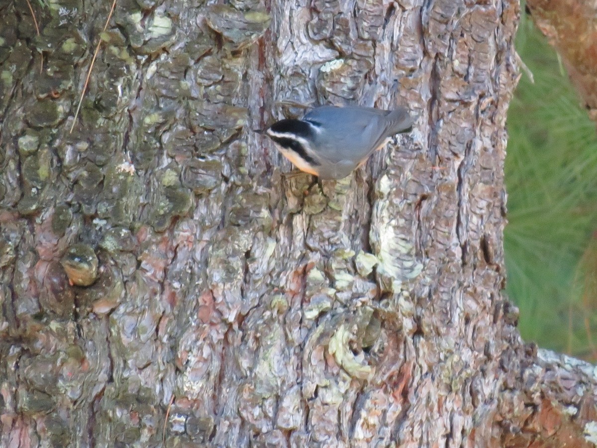 Red-breasted Nuthatch - ML641670023