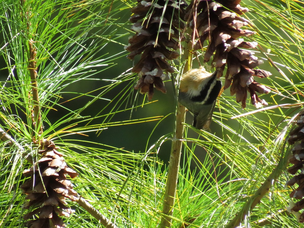 Red-breasted Nuthatch - ML641670027
