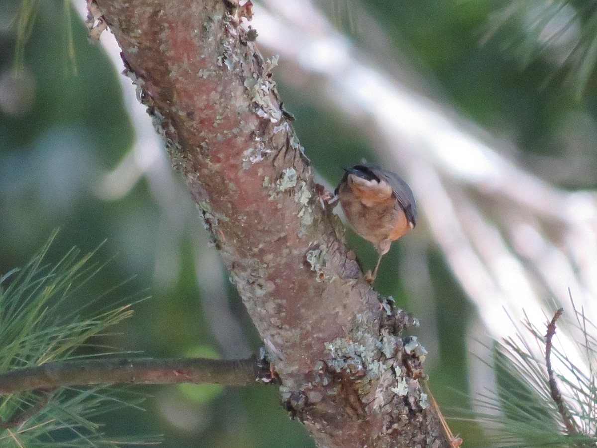 Red-breasted Nuthatch - ML641670030