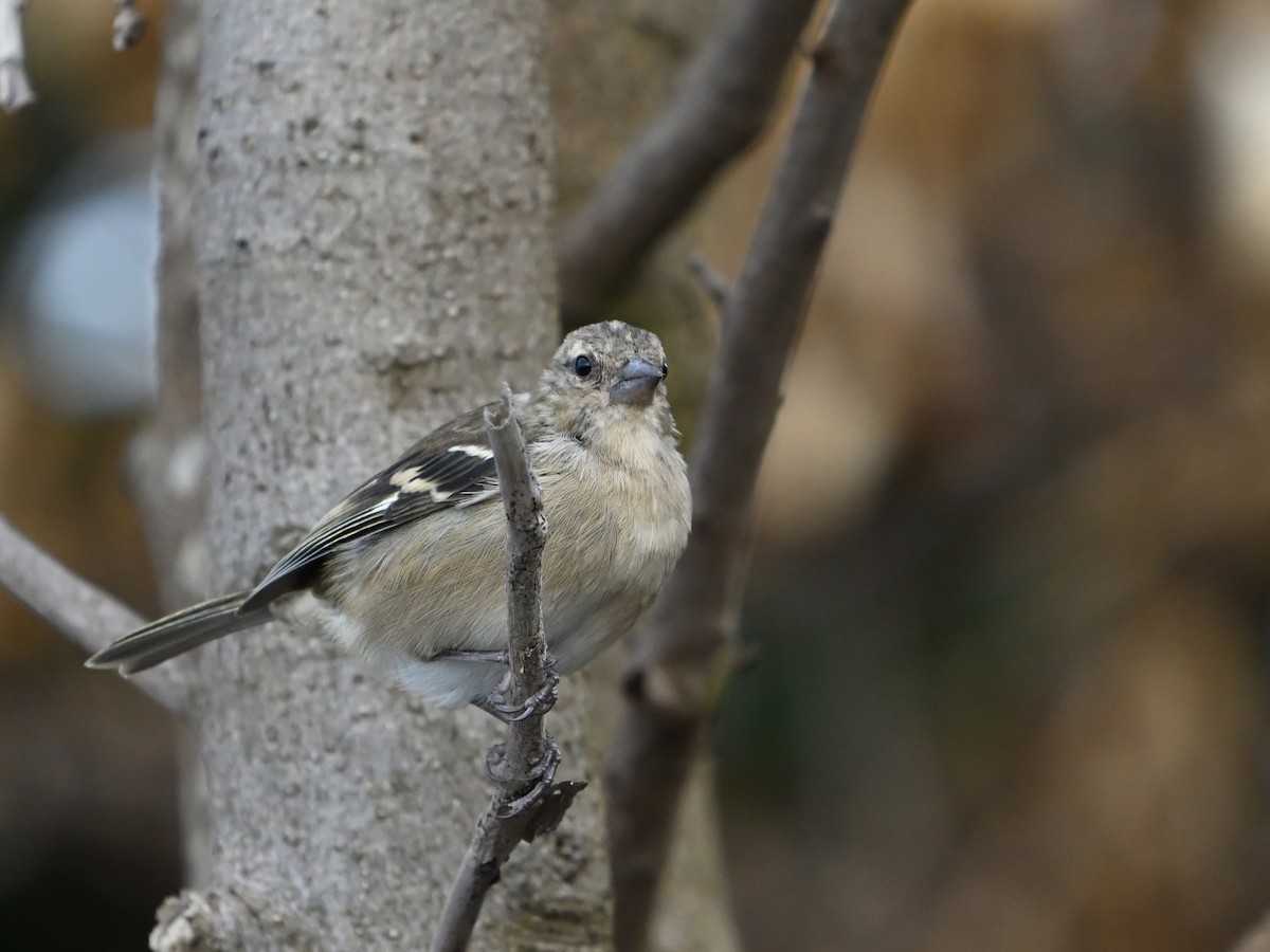 Azores Chaffinch - ML641670055