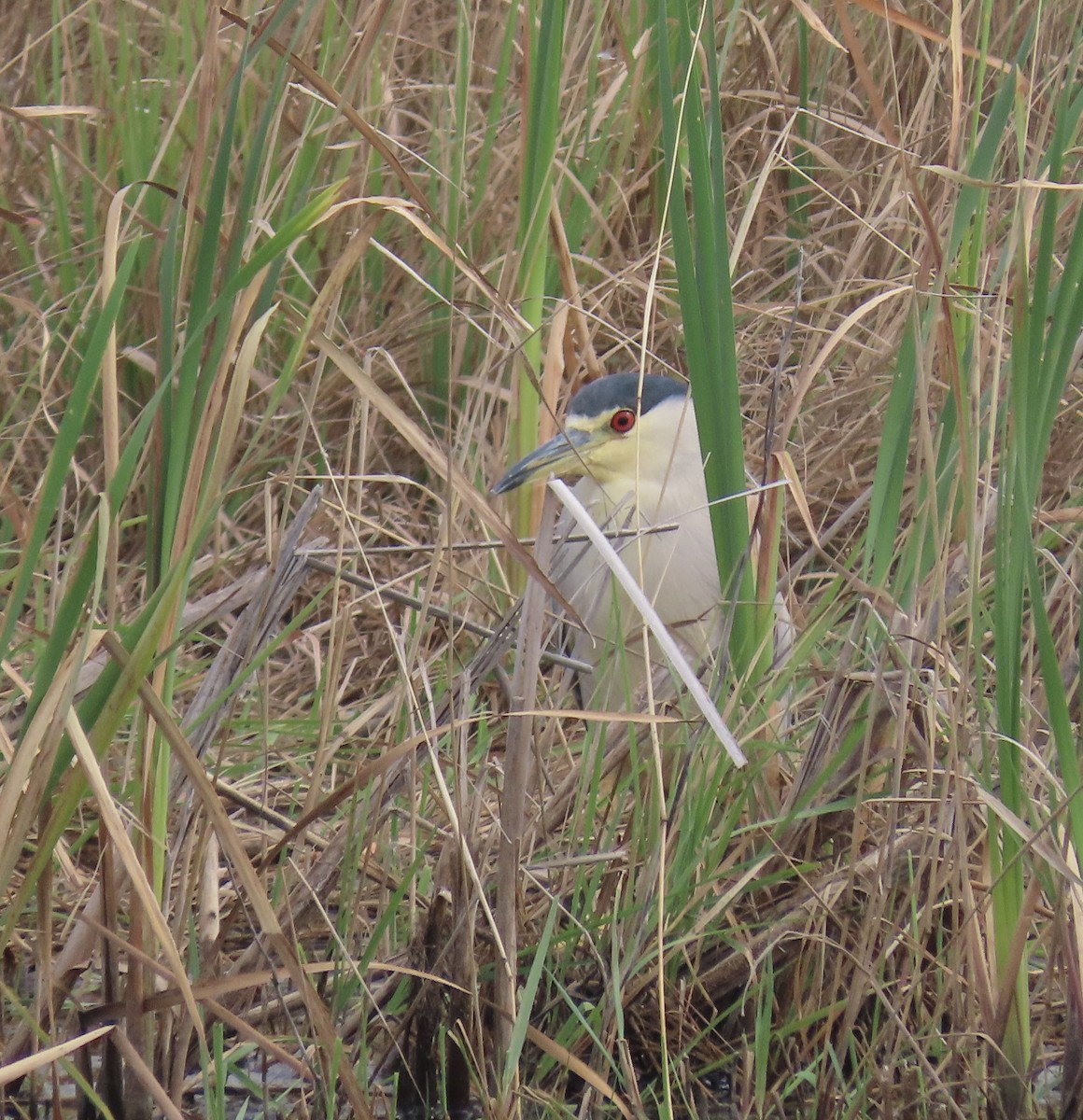 Black-crowned Night Heron - ML641670121