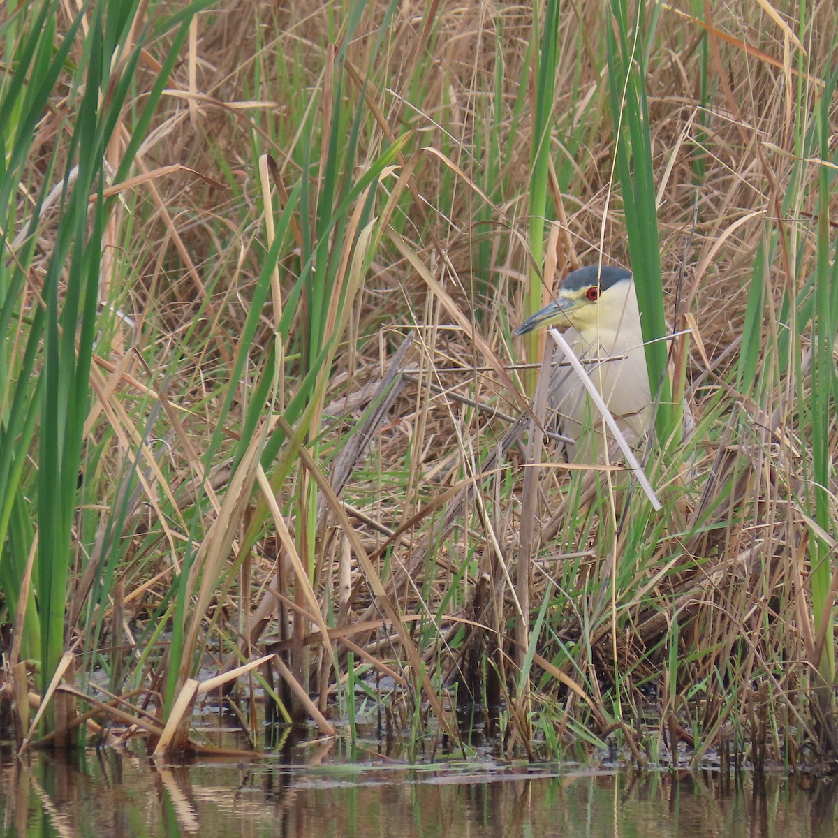 Black-crowned Night Heron - ML641670122