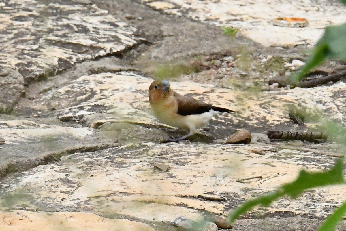 African Silverbill - ML641670139