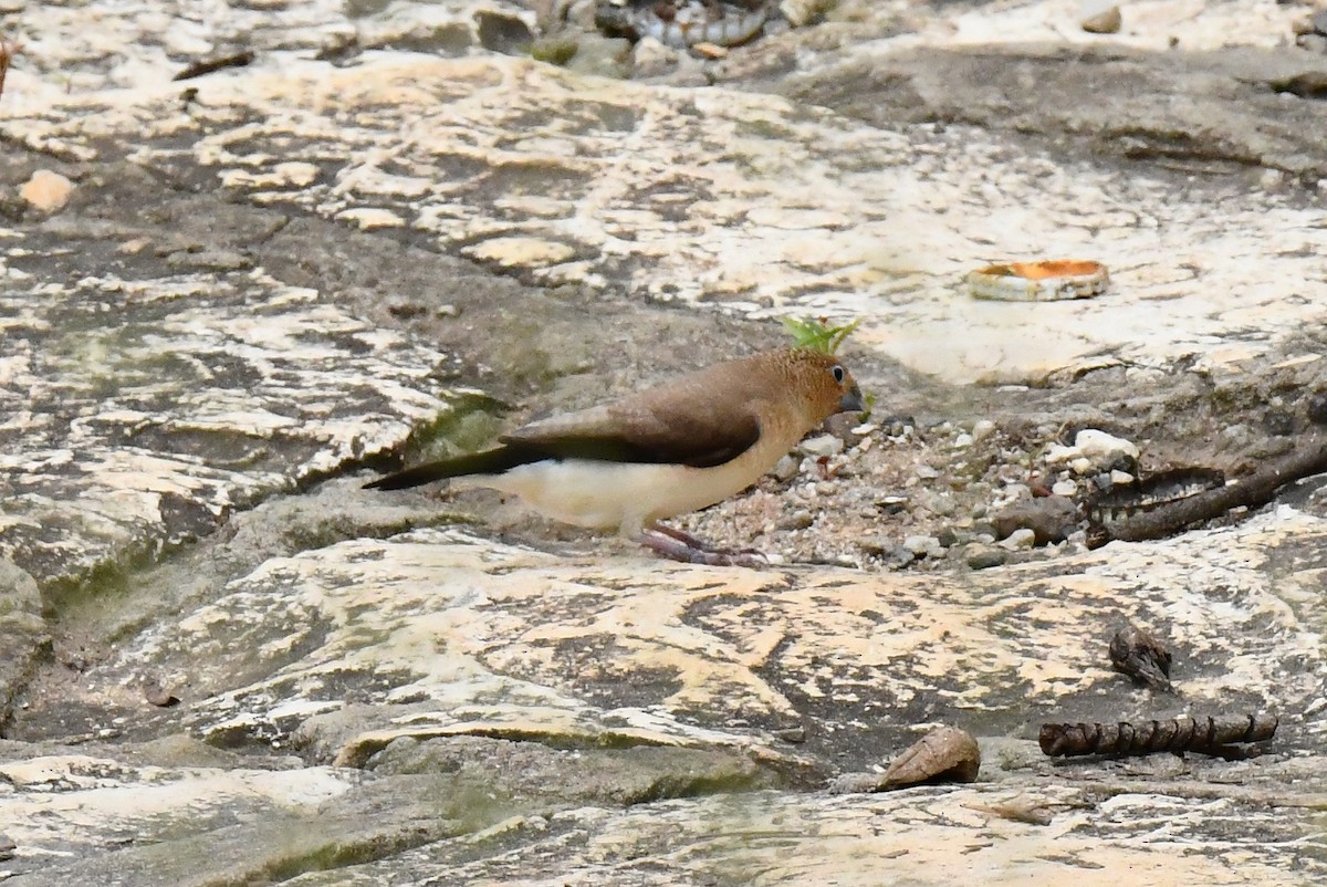 African Silverbill - ML641670141